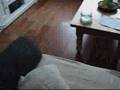 Border Collie video