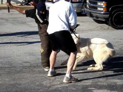 caucasian dog vs cas