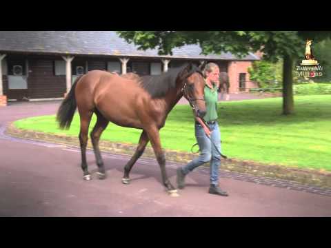 Tattersalls October Yearling Sale Book 1 Preview 