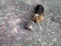 Yorkie barking at turtle
