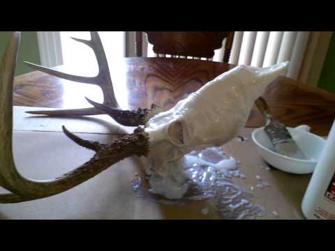how to whiten european mount