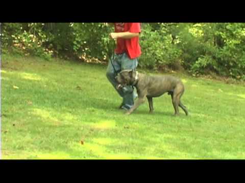 presa canario