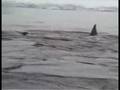 videos de Orca fail