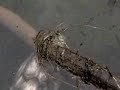 Thing in the Water Still Pictures