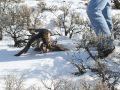 Sage Grouse Hawking 07 Sage Grouse Hawking 07