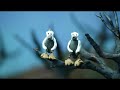 a parody of waltzing matilda