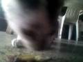 videos de Reptile Food Lm 081105.3gp
