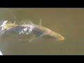 Summertime! CHEW ON THIS Fishing Shows with Capt Ben Chancey