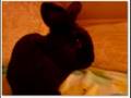 videos de My Eleven Pets