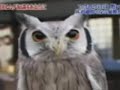 Meredith Monk scares an owl