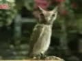 Meredith Monk scares an owl