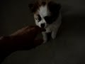 cute puppy, Pomeranian Japanese Chin mixed dog bites.