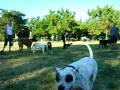 videos de Dogbook Movie: Dog Chow Dog Park at Kennedy Park