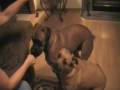 Rescued Dogs Trick off