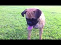 Video Image