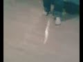Julian\ Julian\