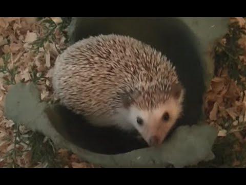 how to care for a hedgehog