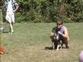 What is Flyball?