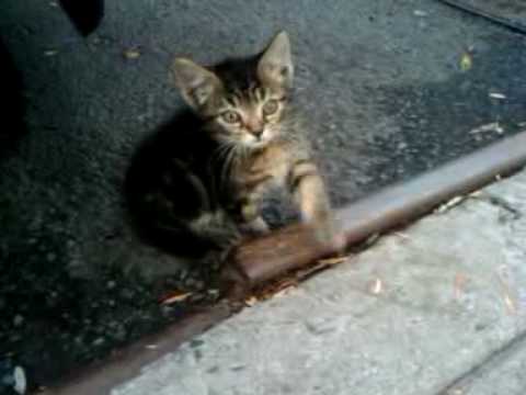 YouTube Preview Image