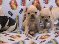 Ch. Lionheart's La Mome Piaf - her pups Jan. 2008