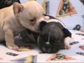 French Bulldog pups from Ch. Lionheart's La Mome Piaf