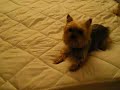 Yorkies Check Out The New Select Comfort Bed