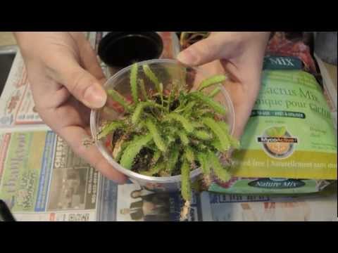 how to transplant dragon fruit seedlings