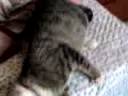 02-12-08_1033.3gp 02-12-08_1033.3gp