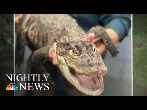 Chicago's Elusive Alligator 'Chance The Snapper' Finally Caught | NBC Nightly News