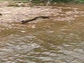 Salmon running upstream to spawn in a small creek
