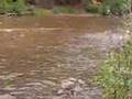 Salmon running upstream to spawn in a small creek