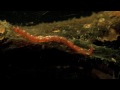 Showreel 2009