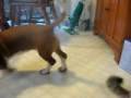 O Hoe our new Basset Hound puppy O Hoe our new Basset Hound puppy