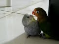Cocorita e Fischeri inseparabili Cocorita e Fischeri inseparabili