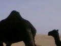 موقع سمان الهرج الشعبي مزاين مزايين الابل بعير ناقه ناقة فحل مجاهيم وضح قصايد قصيده قلطات قلطه شعر اشعارالهاجري القحطاني العتيبي السبيعي اليامي العجمي المري الحربي الدوسري شعبي