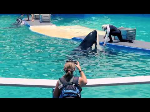 orca