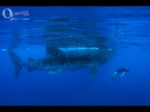 Exursion Requins-baleine avec O2 Mexico