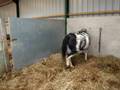 welsh section A pony