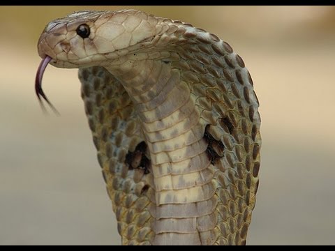YouTube reptile video