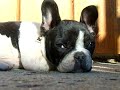 My Sleeping French Bulldog Carlit