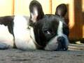 Bulldog Francés video