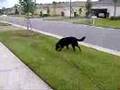 Walking the Dog with Kevin