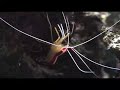 crevette nettoyeuse