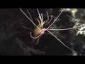 crevette nettoyeuse