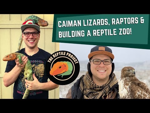 YouTube reptile video