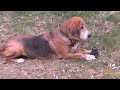 Savannah Howls At Sirens