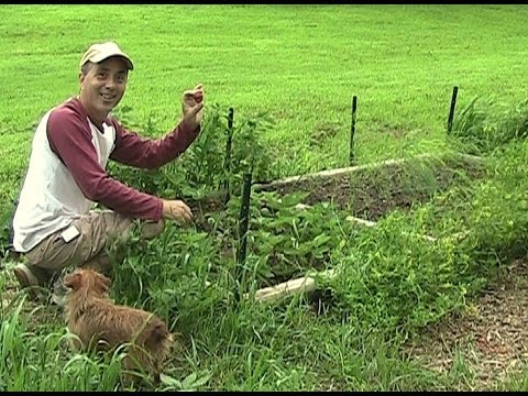 how to transplant japanese eggplant