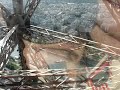 Birds Love on Deer na Torre Eiffel