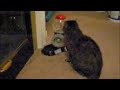 Monty and his new Treat Machine