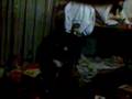 videos de lalalaasdffgfgfg